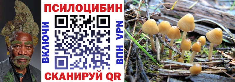 Галлюциногенные грибы Psilocybine cubensis  Краснообск 